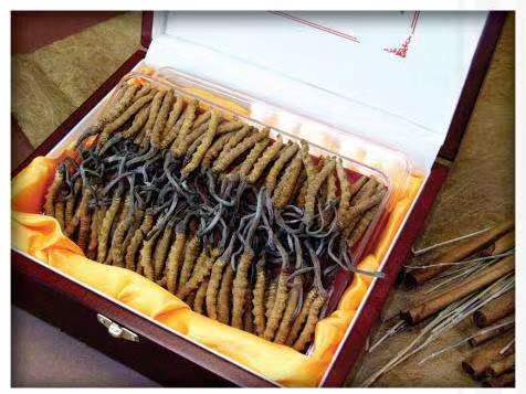 邦溪镇冬虫夏草回收